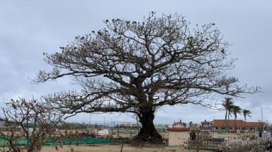  Hàng chục ngàn cây xanh trên đảo Lý Sơn bị bão "vặt" trụi lá