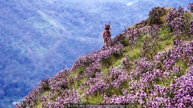  Thung lũng ngập màu tím biếc của sắc hoa 12 năm nở một lần