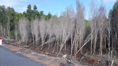  Báo động chất lượng rừng ngập mặn Cần Giờ