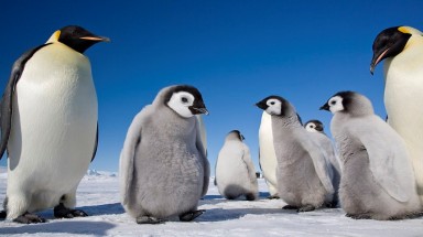  Bộ ảnh đàn chim cánh cụt hoàng đế "xâm chiếm" cả Nam Cực
