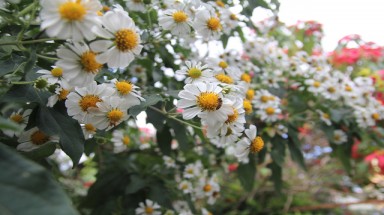  Hoa dã quỳ trắng tinh khôi độc đáo tại Đà Lạt