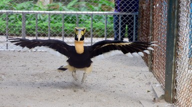  Đôi chim Hồng hoàng quý hiếm ở vườn thú Thủ Lệ