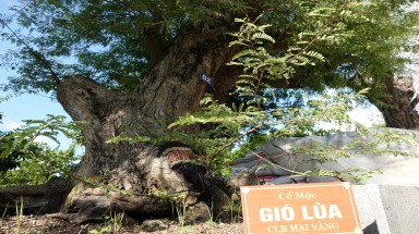Độc nhất miền Tây: Bộ Sưu tập 23 cây me cổ, cây cả trăm năm tuổi tại Sa Đéc