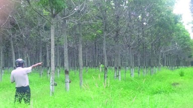 Bình Phước: Liên doanh để... phá rừng?