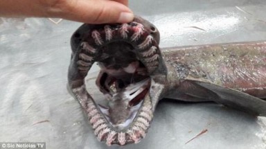  Bắt được cá mập có thân như rắn, mồm 300 răng