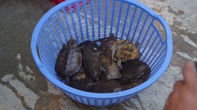 ENV phản hồi về vụ việc: Rùa đầu to được “phù phép” có nguồn gốc hợp pháp từ trang trại