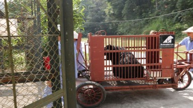  Tổ chức Động vật Châu Á cứu hộ cá thể gấu ngựa từ trường Trung cấp Nghệ thuật Xiếc và Tạp kỹ Việt Nam 