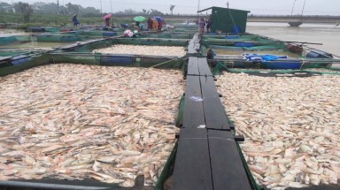  Thừa Thiên Huế: Hàng trăm tấn cá bè chết trắng sông, người dân khóc nức nở