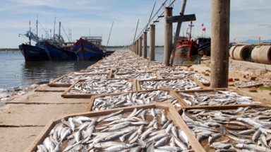  Thủ tướng chỉ đạo việc xử lý hàng hải sản tồn đọng tại 4 tỉnh bị ảnh hưởng bởi sự cố môi trường biển 