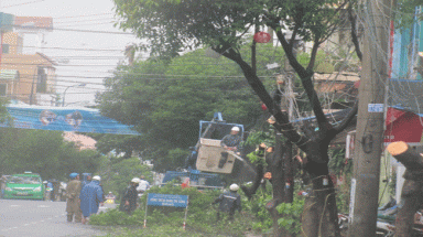  Đà Nẵng: Đốn trụi cây xanh vì sợ… sâu 