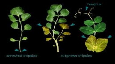  Tại sao cây có hình dạng lá khác nhau?