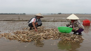  Trà Vinh: Gần 300 ha nghêu ở xã Long Hòa bị chết trắng