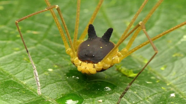  Phát hiện "quái vật" nhện đầu chó trong rừng rậm