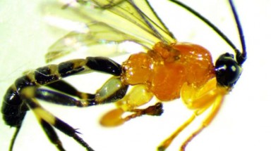  Phát hiện loài ong có khả năng biến nhện thành xác sống