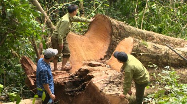  Bình Thuận xác minh nhóm lâm tặc tung tin đồn giả để phá rừng Tà Cú 
