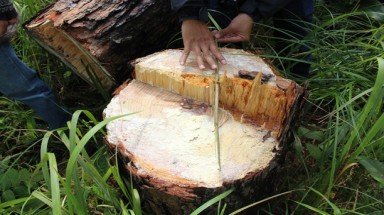  Lâm Đồng: Nhiều ha rừng nguyên liệu giấy "biến mất"