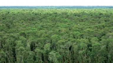 Long An: Diện tích rừng tràm giảm, vùng ngập lũ bị ảnh hưởng