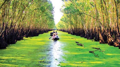  256 ha rừng tràm ở An Giang thành khu du lịch sinh thái