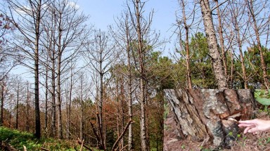  Lâm Đồng: Hàng trăm cây thông bị "đầu độc" bởi hóa chất