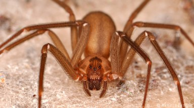  Vì sao tơ nhện mỏng nhưng mạnh hơn thép?
