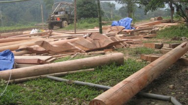 Cán bộ kiểm lâm và quan chức liên quan đến buôn lậu gỗ