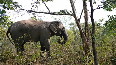  Ký kết thoả thuận hợp tác xây dựng và triển khai mô hình du lịch sinh thái thân thiện với voi tại Đắk Lắk