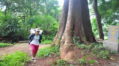 30 NĂM VACNE: Bảo vệ cây cổ thụ đầu nguồn bằng cách Vinh danh Cây Di sản để giữ nước cho buôn làng