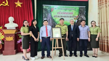 Lễ đón Bằng công nhận cây Di sản Việt Nam cho 6 cây Chò xanh cổ thụ ở Thanh Hóa