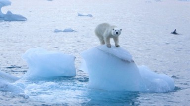Bắc Cực đang ấm lên nhanh chóng là một "điều bình thường mới"