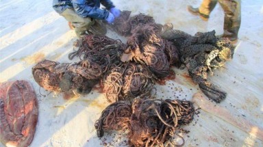 Trong bụng con cá nhà táng chết bên bờ biển ở Scotland chứa 100kg rác