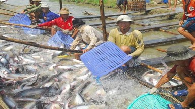  Long An: Nguy cơ vỡ quy hoạch do nông dân ồ ạt mở rộng diện tích nuôi cá tra giống 