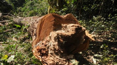  Cây gỗ nghiến tiếp tục bị hạ tại Vườn quốc gia Ba Bể 