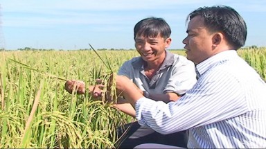 Sản xuất lúa lai ở Xuân Tiến, Đồng Nai
