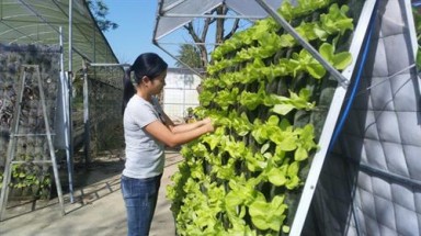 Mô hình trồng rau vườn treo đảm bảo an toàn thực phẩm và bảo vệ môi trường