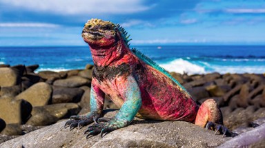  Galapagos cấm bắn pháo hoa đêm giao thừa để bảo vệ động vật