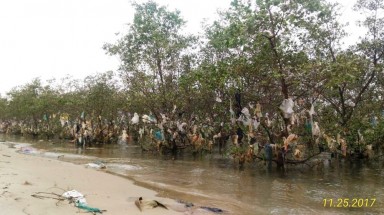  Rác "bức tử" rừng ngập mặn nguyên sinh ven đê sông Lam