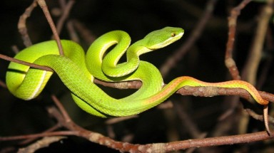  Có thể xua đuổi rắn bằng cây xanh?