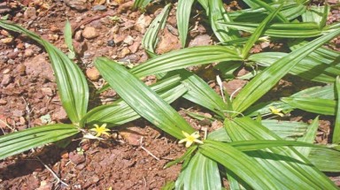  Bảo tồn và phát triển Sâm cau - cây thuốc quý tại Vườn quốc gia Bến En 