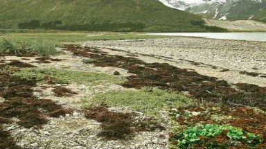  Chức năng hấp thu CO2 của thảm thực vật ở Bán cầu Bắc suy giảm mạnh