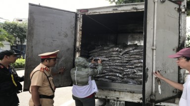  Đà Nẵng: Bắt xe tải vận chuyển 3,5 tấn cá thối