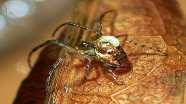  Kỳ lạ loại tò vò “bắt hồn nhện” tại Ecuador