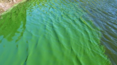 Hồ Sông Ray ở Bà Rịa - Vũng Tàu có mảng nổi màu xanh: Do vi khuẩn lam gây ra