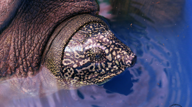  Công bố kết quả xác định giới tính rùa Hoàn Kiếm ở hồ Đồng Mô