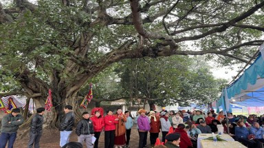  Cây khổng lồ của người Sán Dìu ven núi Tam Đảo được vinh danh Cây Di sản Việt Nam
