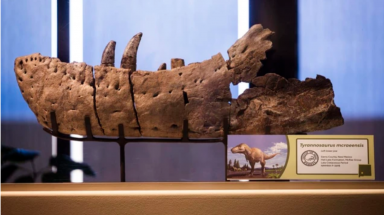  Xuất hiện "vua quái vật" dài 12 m, nguy hiểm hơn T-rex