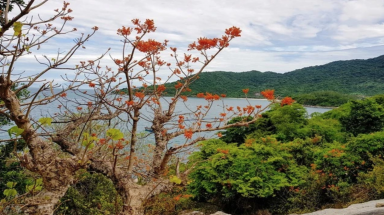  Độc đáo cây di sản Việt Nam: Cung đường cây di sản trên đảo tiền tiêu