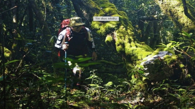  Độc đáo cây di sản Việt Nam: Huyền bí rừng đỗ quyên trên đỉnh Arung