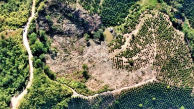 Tỉnh ủy Đắk Nông chỉ đạo xử lý nghiêm vụ phá hơn 6.000 m2 rừng