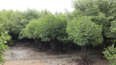  Việt Nam đã phục hồi hơn 4.000 ha rừng ngập mặn