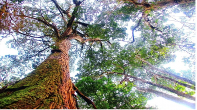  Độc đáo cây di sản Việt Nam:Vương quốc cây di sản